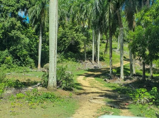 Land for Sale in Las Terrenas